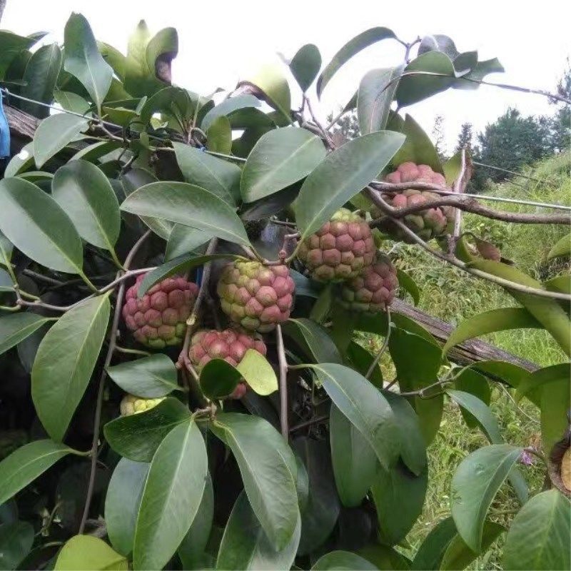 老虎布福娜大血果苗四季可种结果当年果树