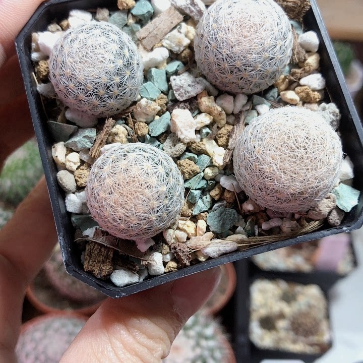 逗逗仙人一盆价格姬玉变种多肉植物