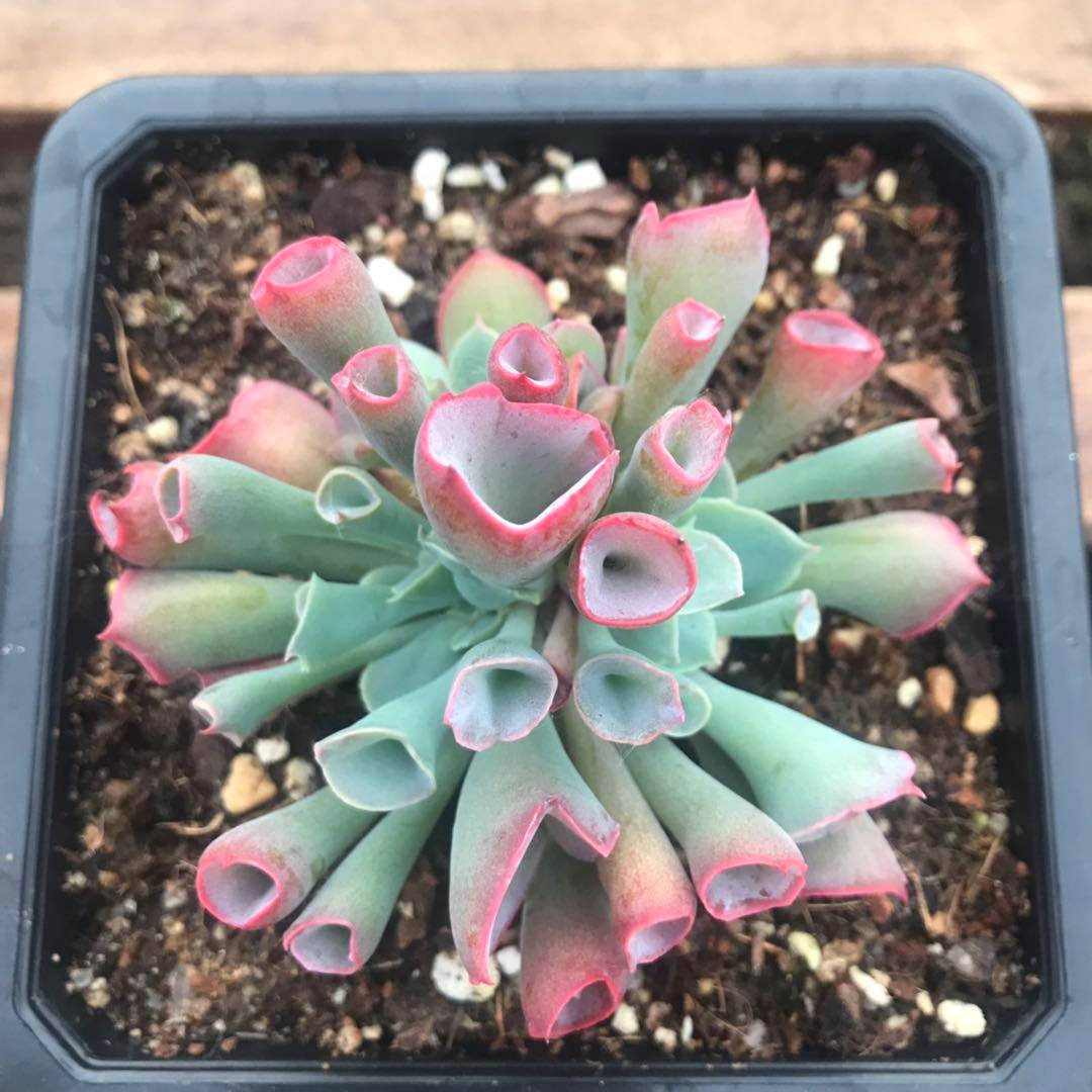 多肉植物稀有有多魔笛猪鼻鼻子进口组合盆栽摆件