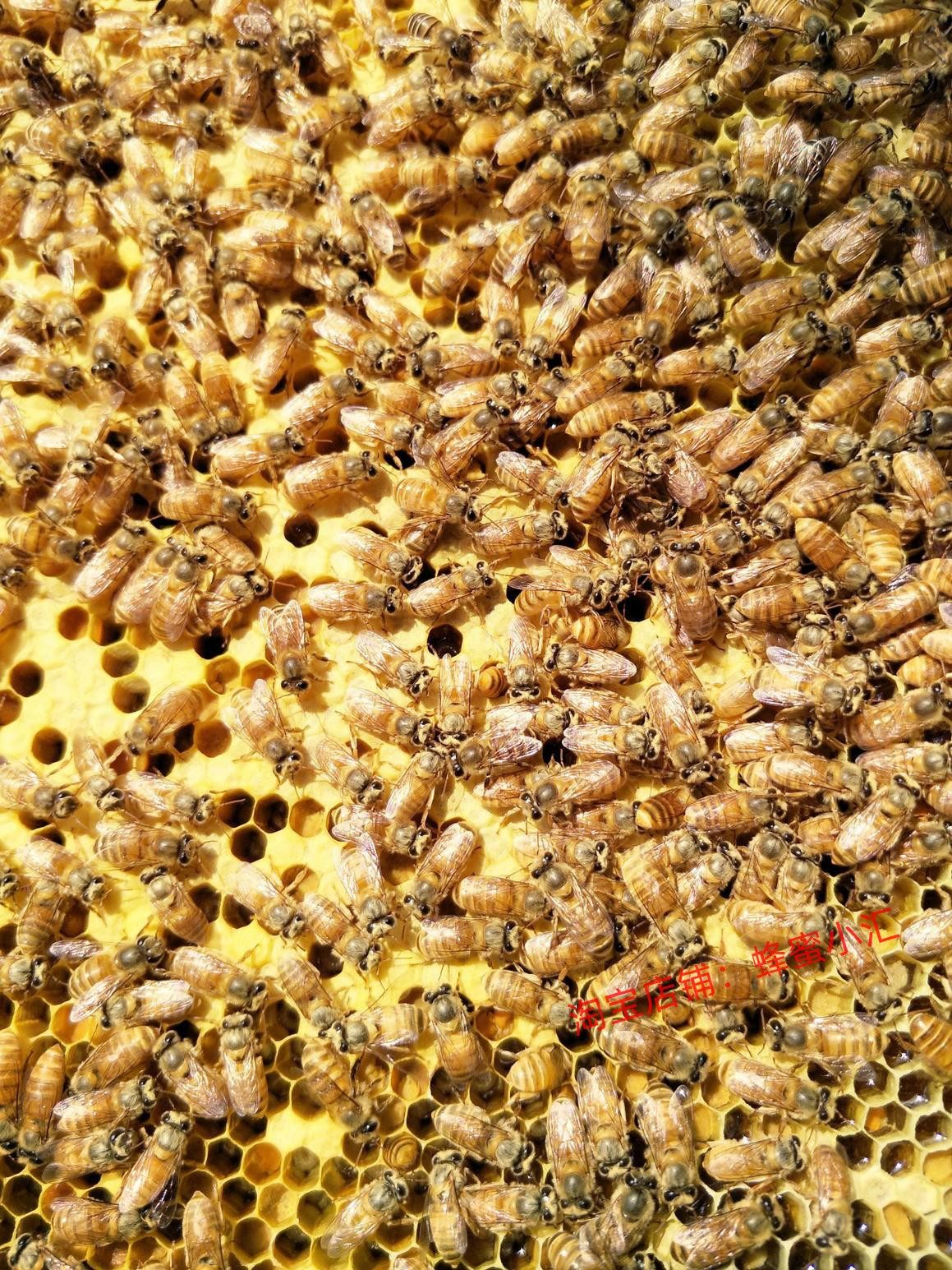 黄金蜂群蜜蜂蜂群活体中蜂群双色蜂王阿坝蜂笼蜂养蜂黄金蜂