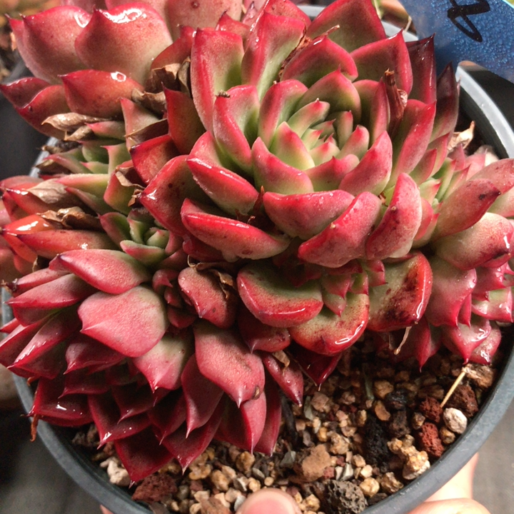 弗洛瑞安娜多肉植物