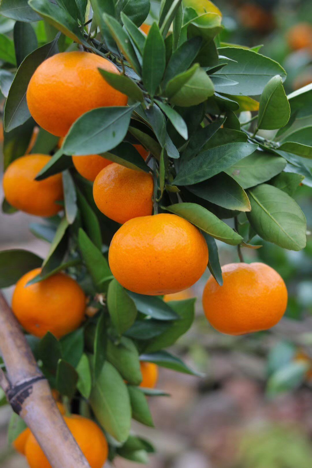 果蔬贡品临海涌泉蜜桔10斤新鲜蜜橘水果柑橘手机保护套