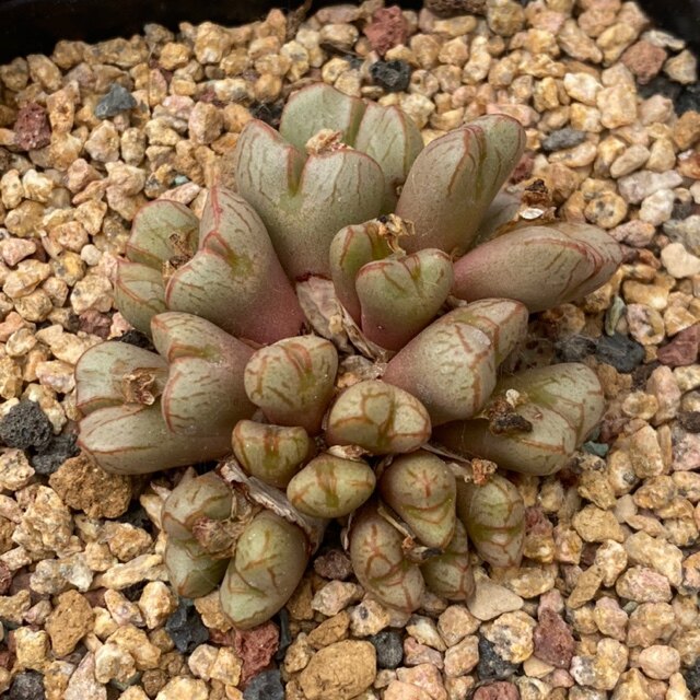 円空大群生肉多肉植物