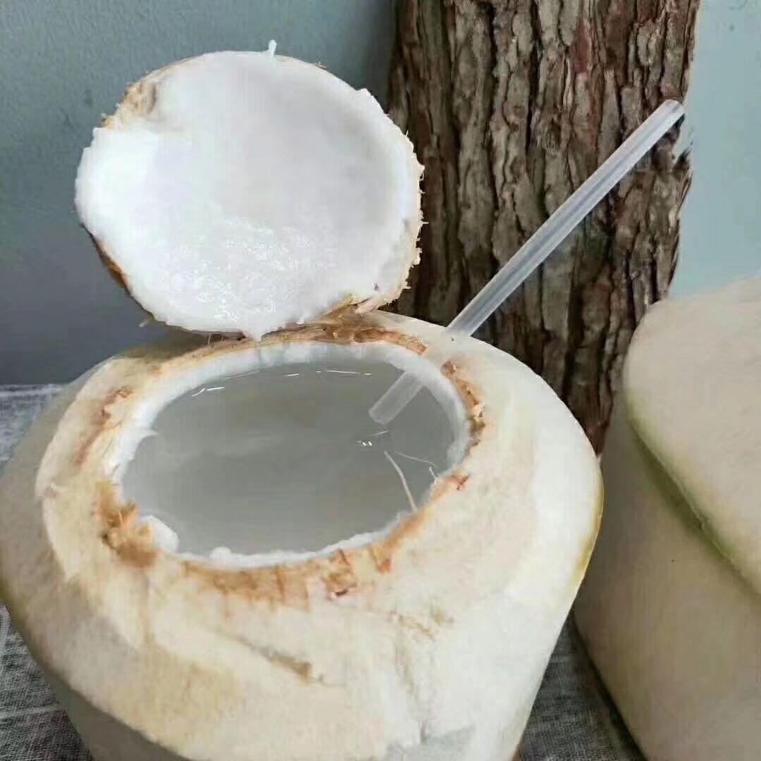 展卉小黄鸭椰青新鲜海南椰子9个包邮泰国香椰手机保护套