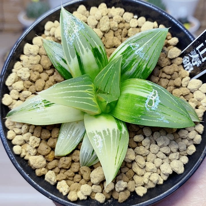 精品十二卷实生选拔多肉植物