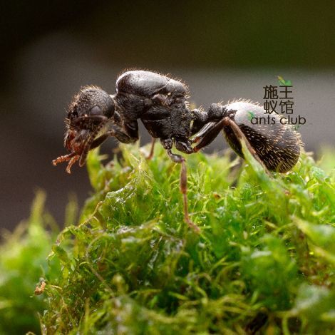 施王蚁针毛收获messoraciculatus活体宠物蚂蚁小群落蚂蚁