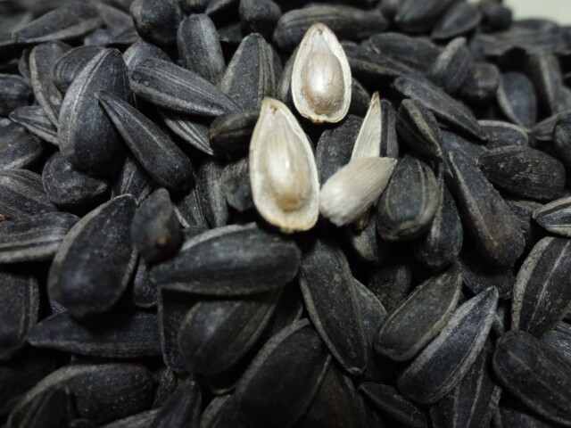 瓜子生油黑珍珠小瓜鹦鹉鸟食饲料鸟粮仓鼠小金鸟食