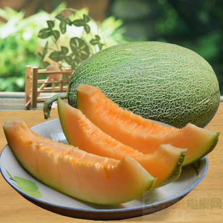 海南南西州蜜卡波蜜瓜2个约7斤沙漠哈密瓜网纹哈密瓜