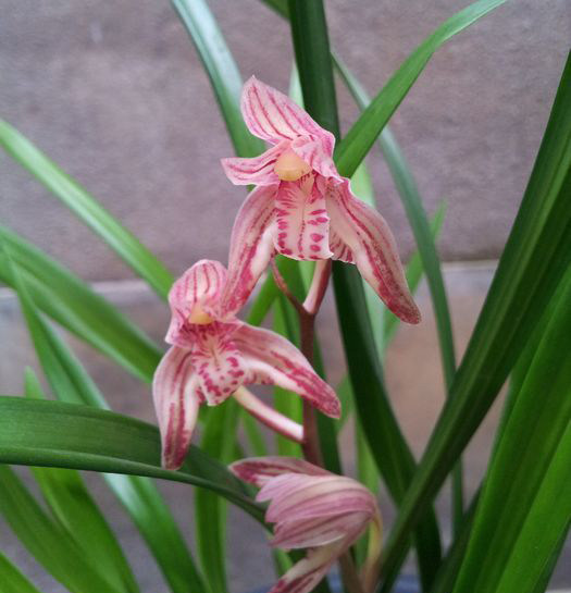 君君兰苑兰花苗盆栽好发货 四季兰举国欢庆 漏风漏雨自然栽培苗