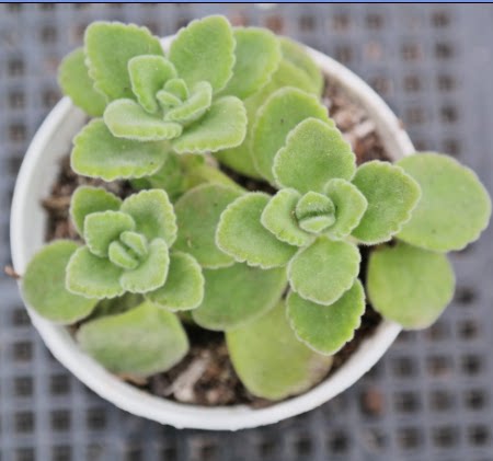 萱萱多肉植物园香妃碰碰香锦办公室绿植花卉甲醛多肉植物