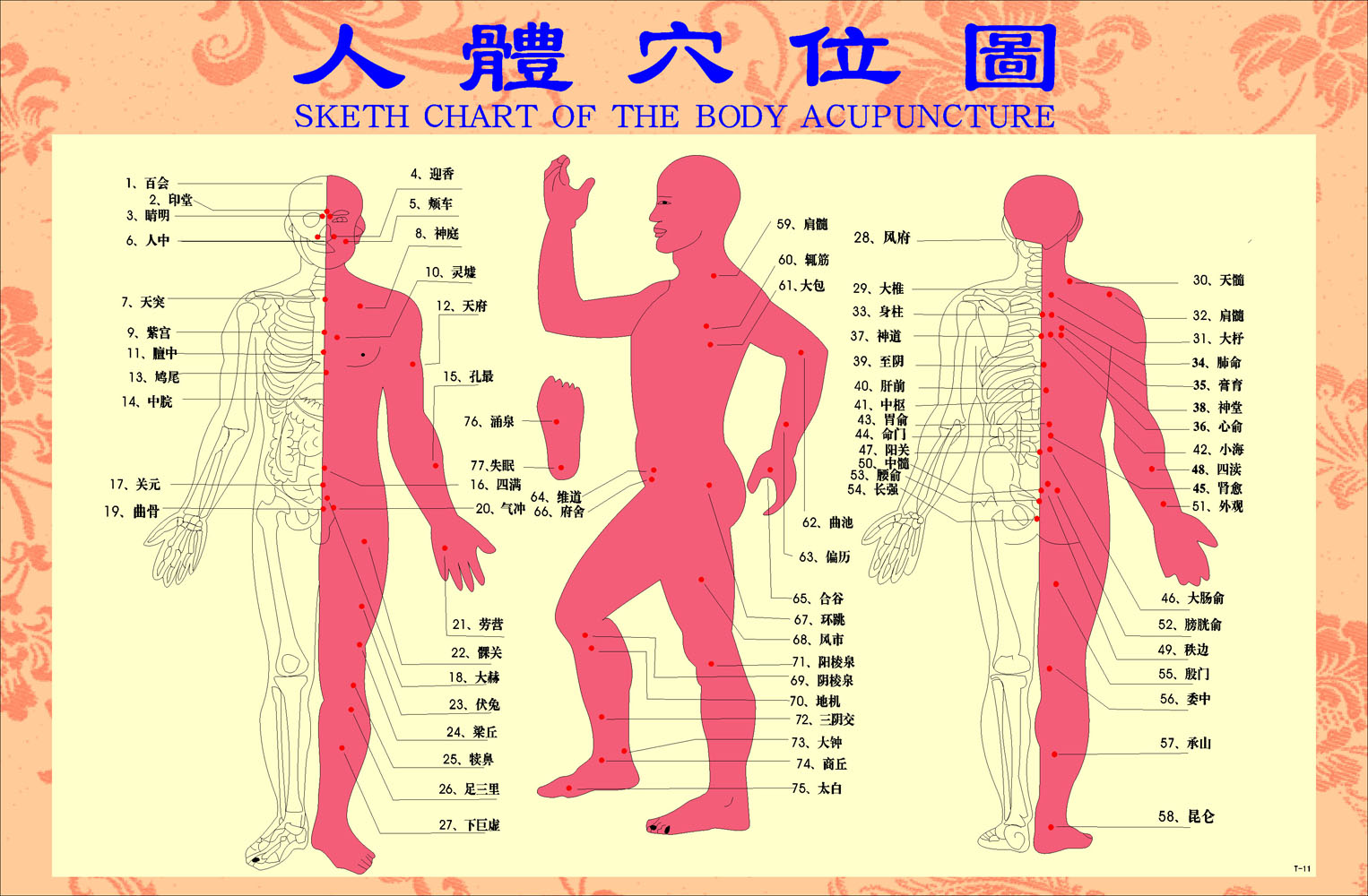 人体准确位置图和作用图片