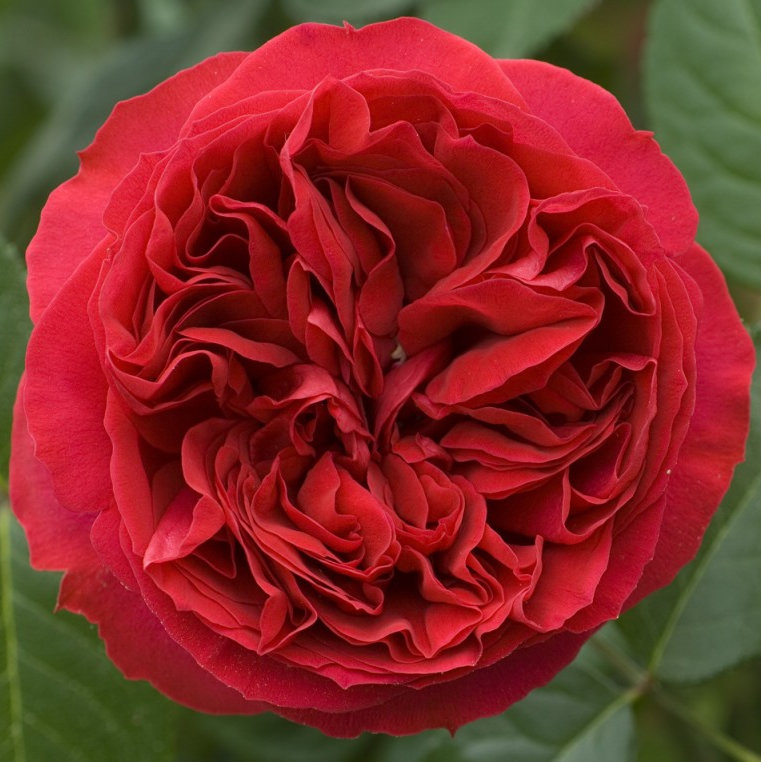 欧月rededenrose红色龙沙宝石藤本多季节攀援庭院月季花