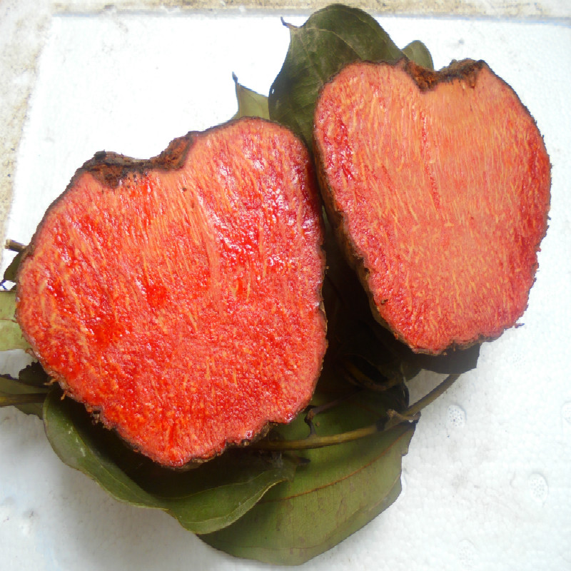 5斤新鲜野生薯莨 薯良 朱砂莲 红药子鸡血莲血三七 牛血莲整个