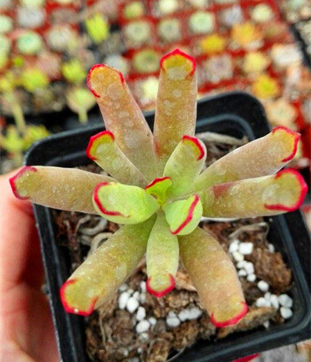 多肉皓鲜细叶熊童花月老桩植物净化空气绿植花卉绿植