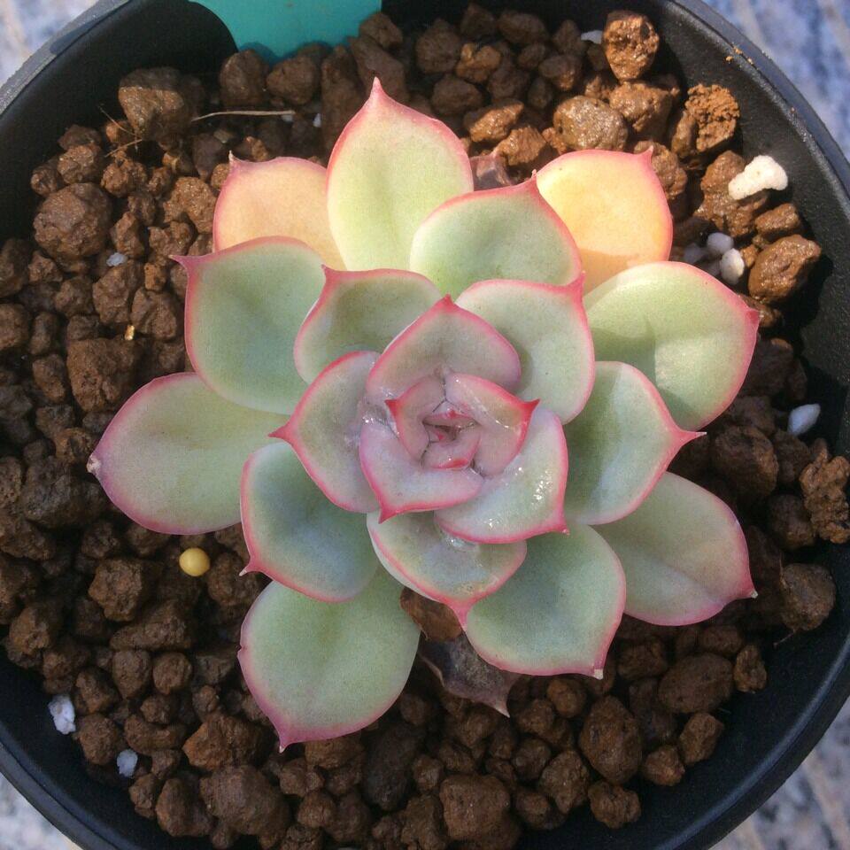 多肉植物韩国进口蜜桃猎户座正版叶片叶插樱桃多肉植物