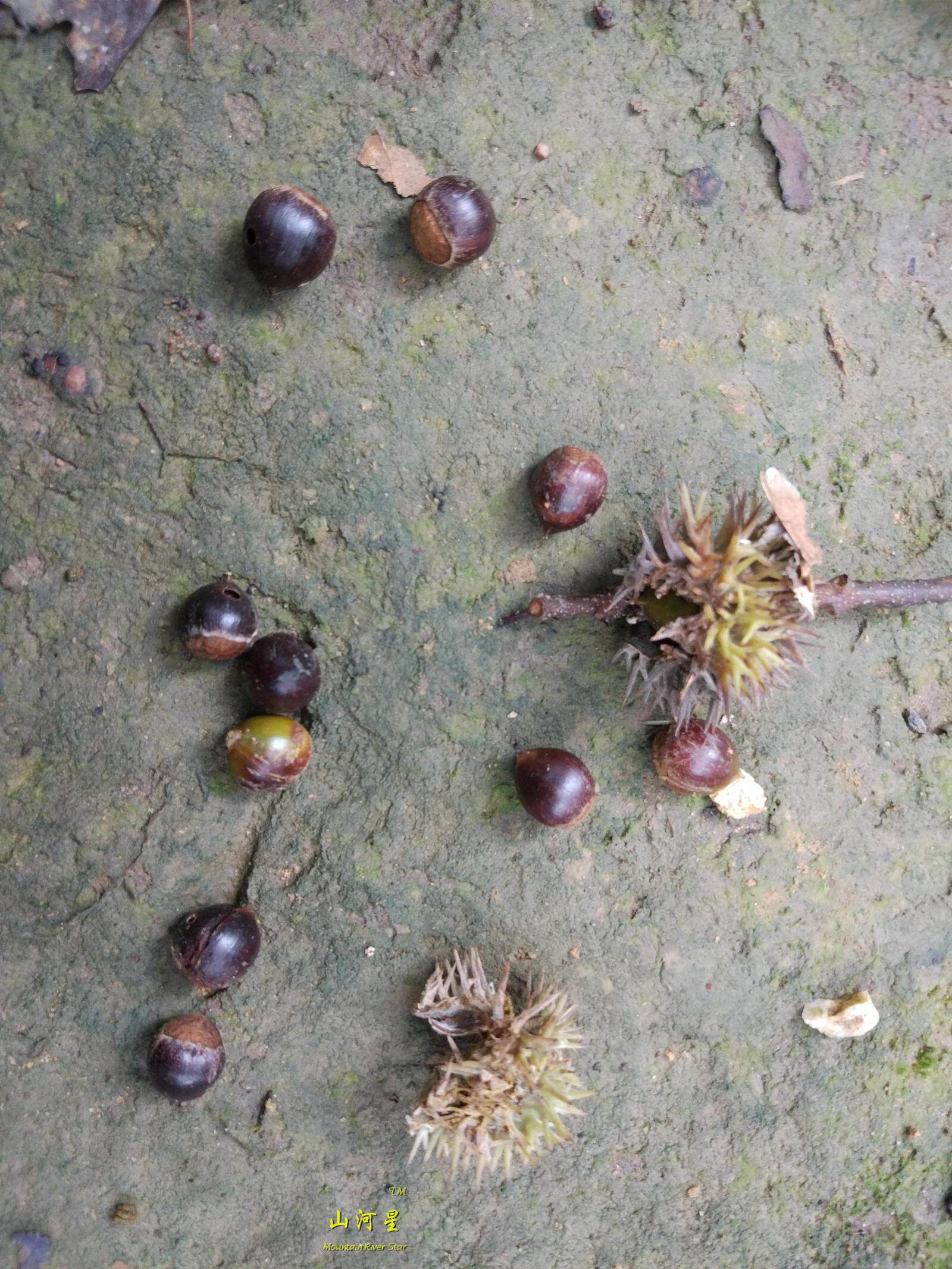 栗子山河星米锥圆水果板栗钩锥新鲜小圆毛栗子野果其它