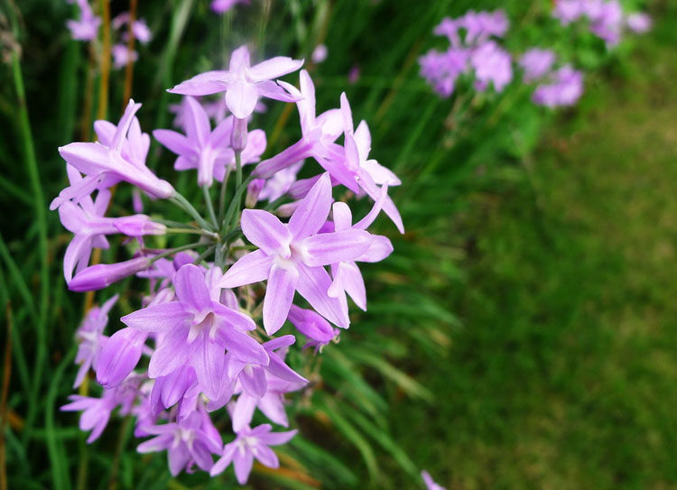 好看易养紫娇容易繁殖洋韭韭菜宿根花卉营养时令草本花卉