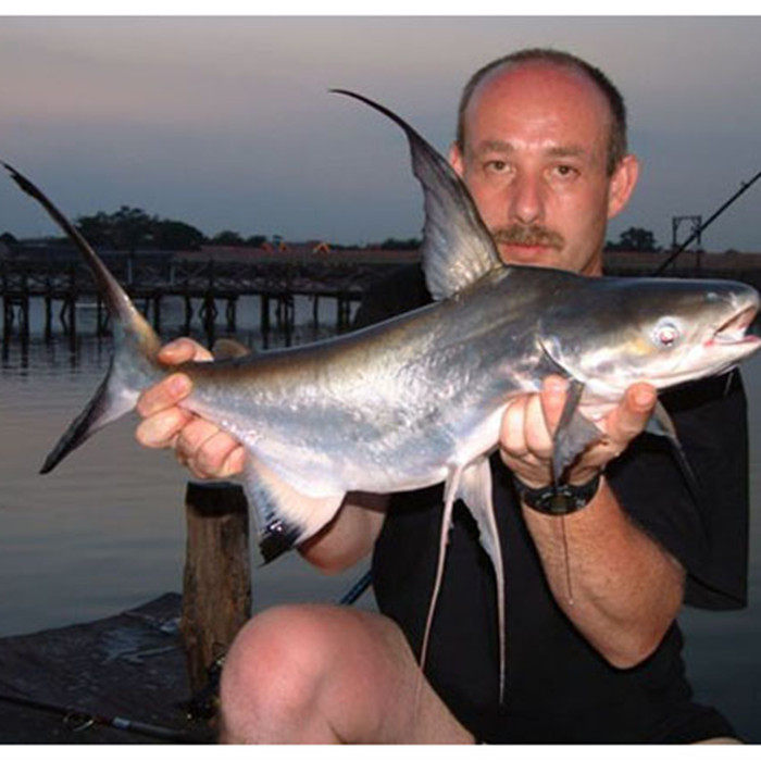 大型鱼 热带鱼 观赏鱼 成吉思汗鲨 虎头鲨 凶猛鱼 淡水观赏鱼