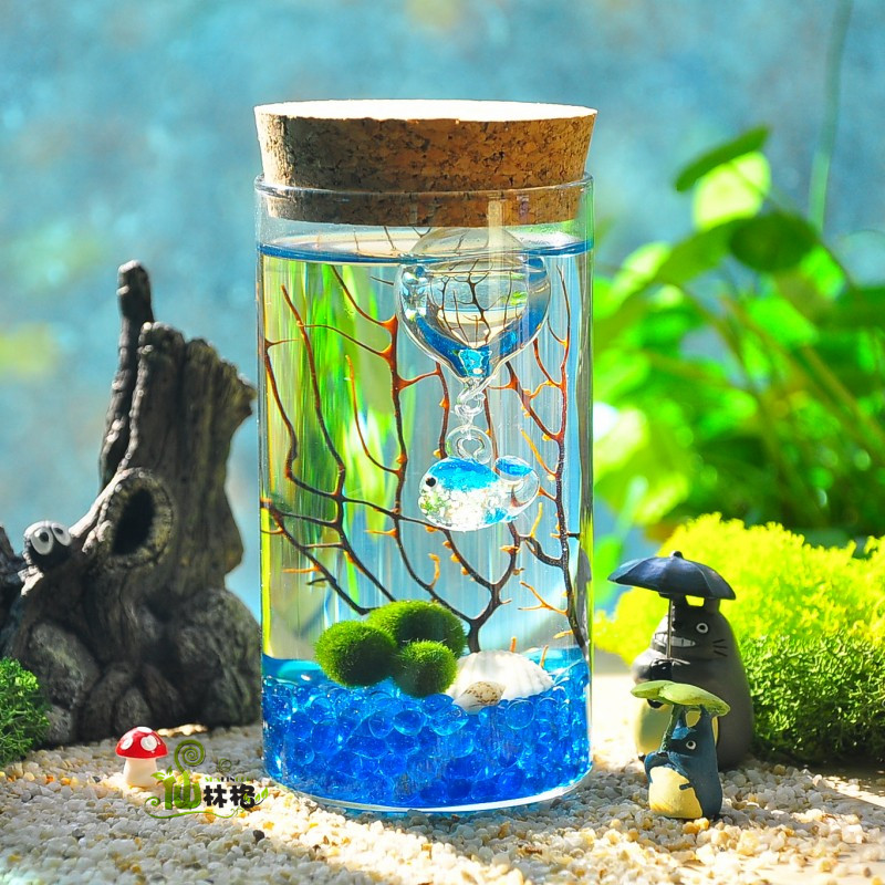 仙林格女王节marimo海藻球创意迷你植物微景观生态瓶