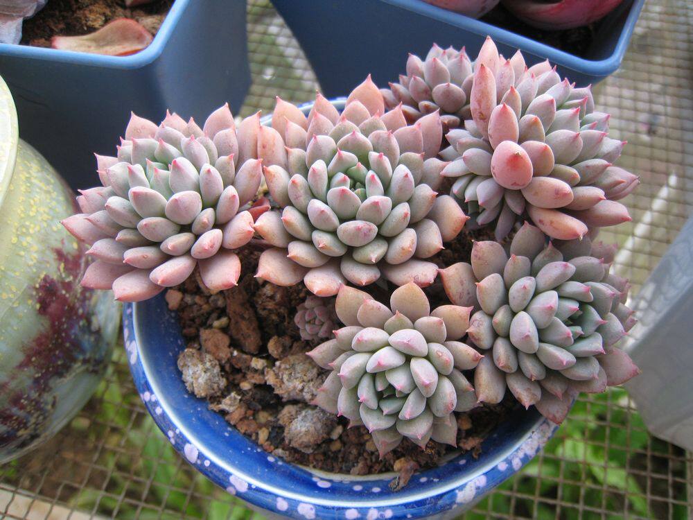 多肉植物韩国进口莱恩小精灵正版叶片叶插姬莲多肉植物