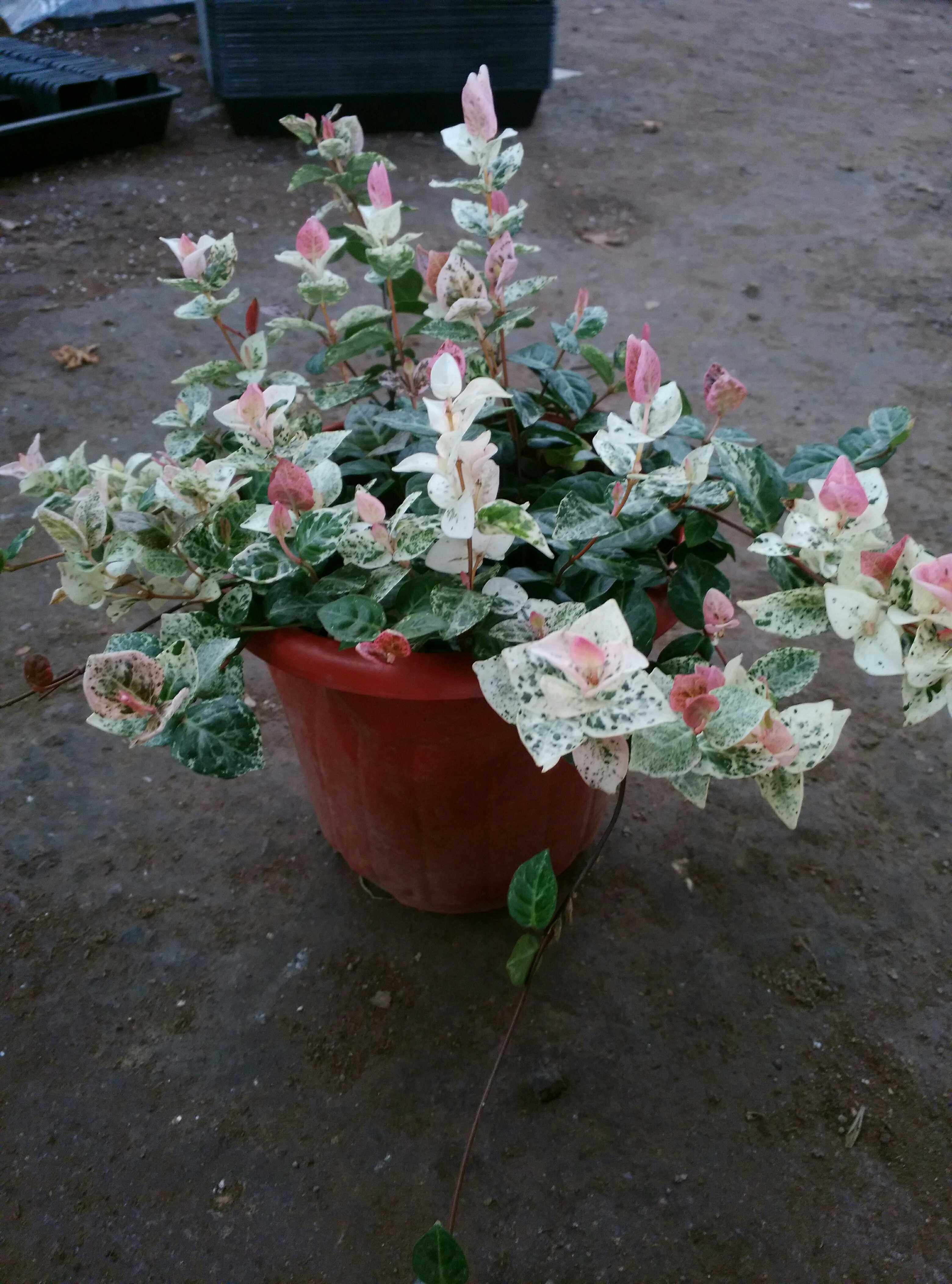 花叶络石盆栽彩叶洛石室内办公办公桌桌面甲醛绿植