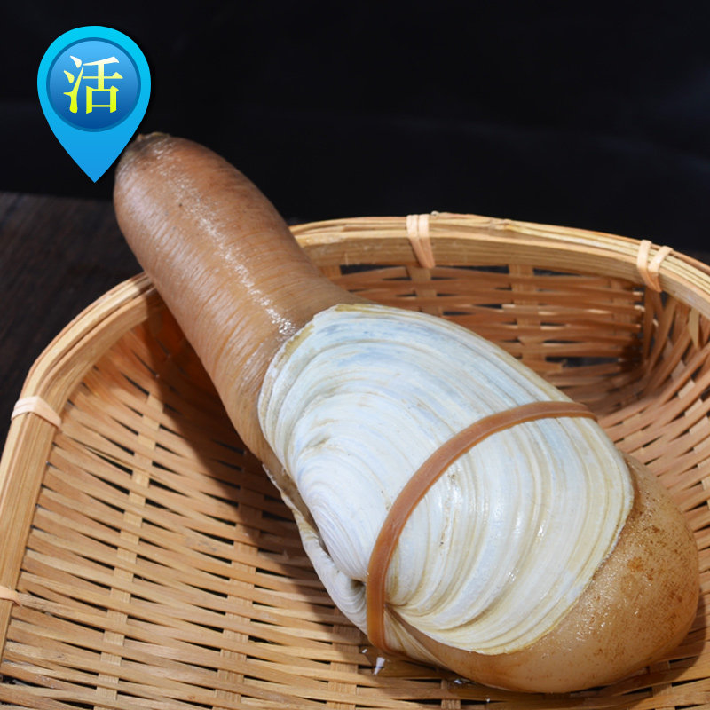 北京闪送野生新鲜海鲜鲜活小象象拔蚌刺身食材象拔蚌