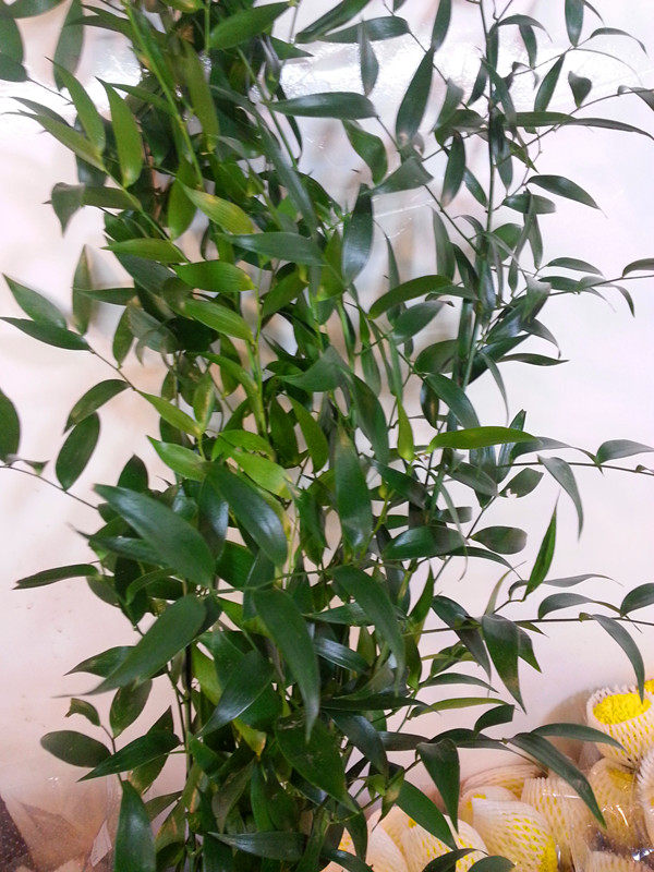 熊猫竹配叶两扎包江浙沪插花家用速递同城上海鲜花切叶鲜花速递同城