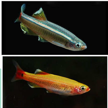 白云金丝活体原生鱼观背青鳉鱼唐鱼冷水不加鱼