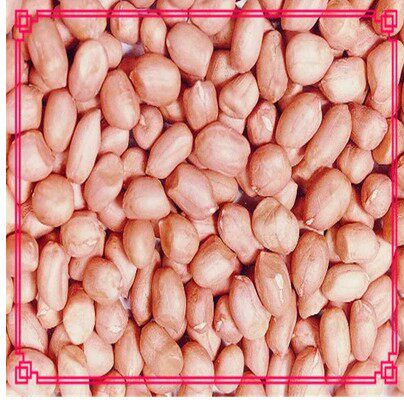 花生东北特产自产花生米转基因颗粒饱满当年新鲜花生