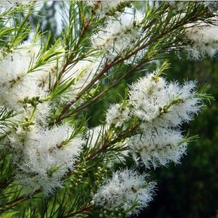 澳洲茶树纯露饱和露水精油250ml控油祛痘毛孔爽肤水
