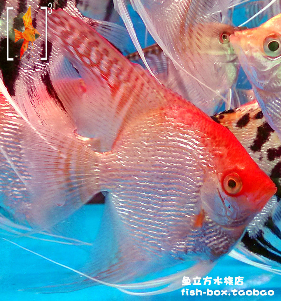 钻石红头神仙仙鱼39cm燕鱼慈鲷热带观赏鱼活体鱼