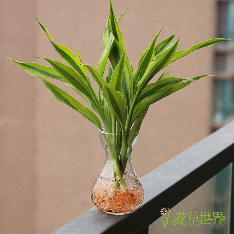 水培金边富贵竹花瓶套装带根水养植物常青室内绿植