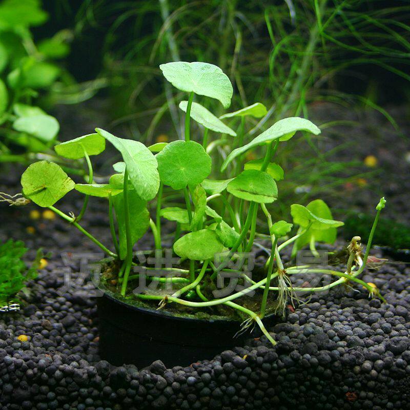 香菇铜钱鱼缸中前水草造景一盆水草