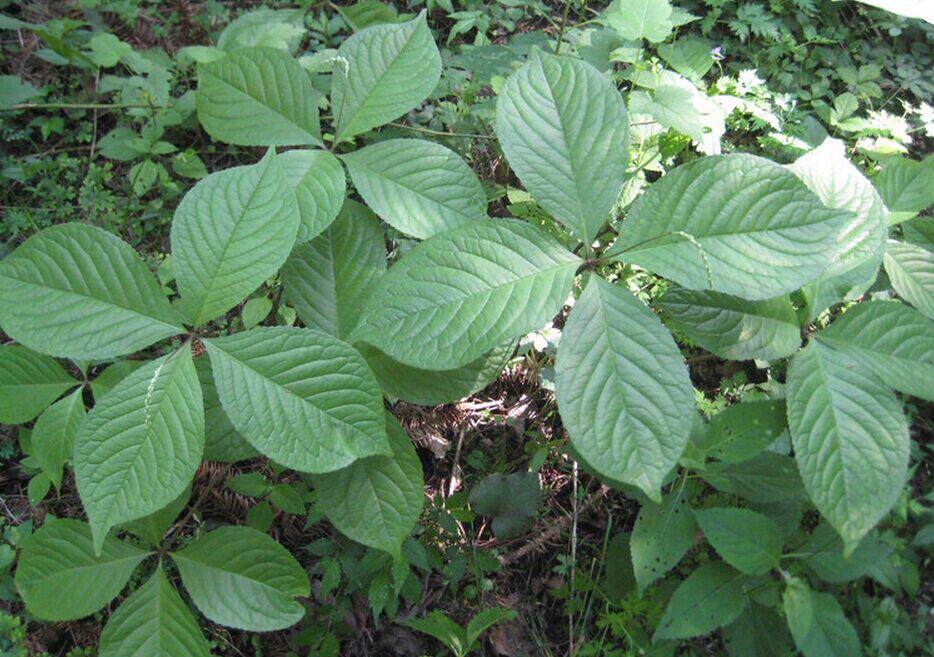 野生中草药四块瓦四大天王四叶莲及己金薄荷默认发货为干品