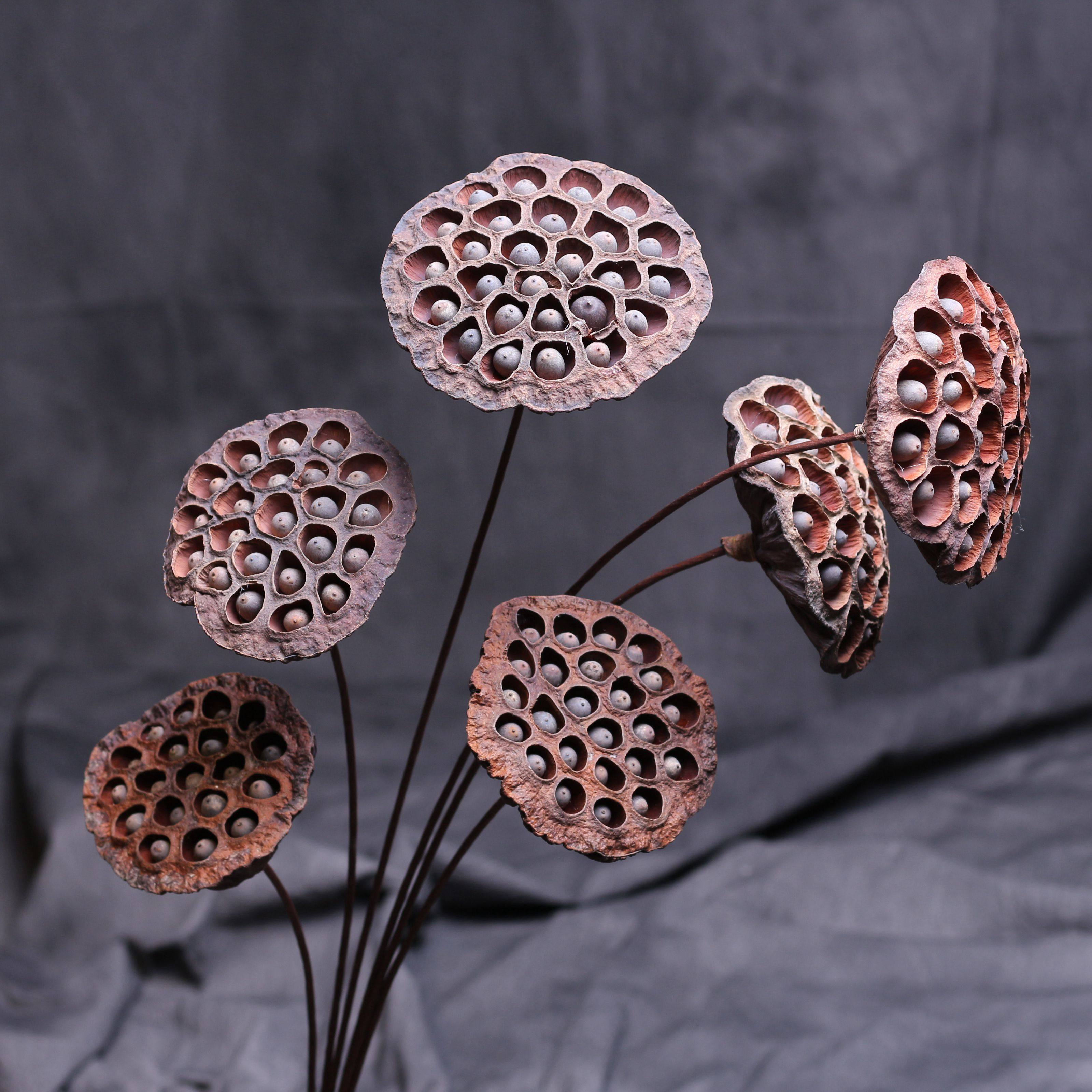 干花天然干带莲蓬铁杆干枝荷花真花供佛客厅干花