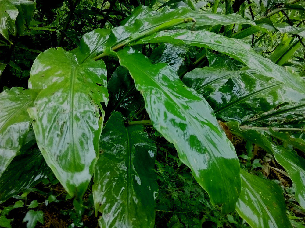 广西植物大型庭院楼顶阳台室内山姜花卉原生观绿植
