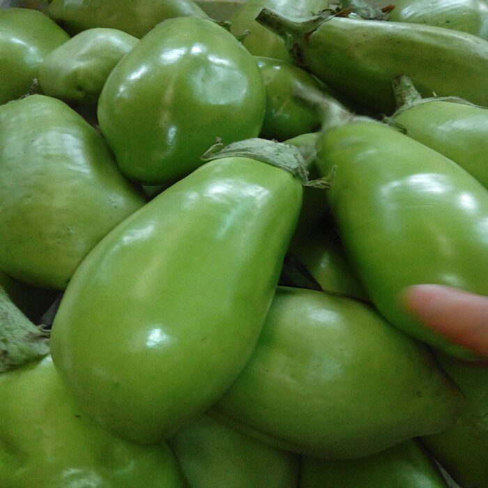 茄子东北特产绿皮3斤5斤农家自种现摘现发圆其它