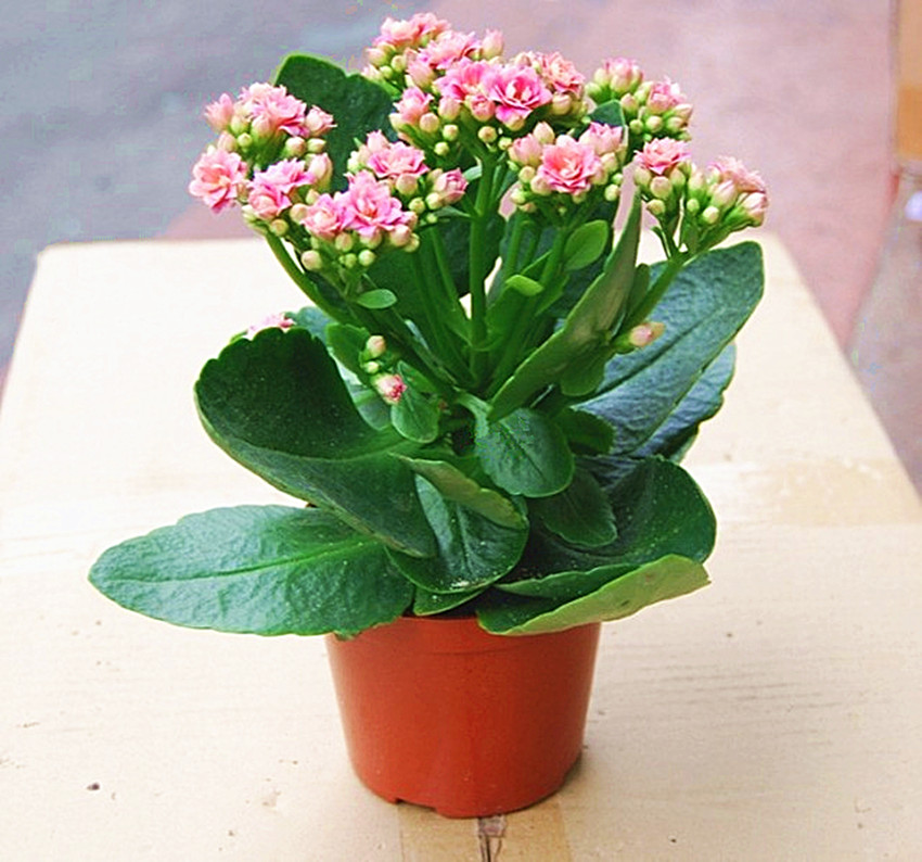 长寿花带花苞盆栽重瓣巴黎花苗多肉植物花卉花卉