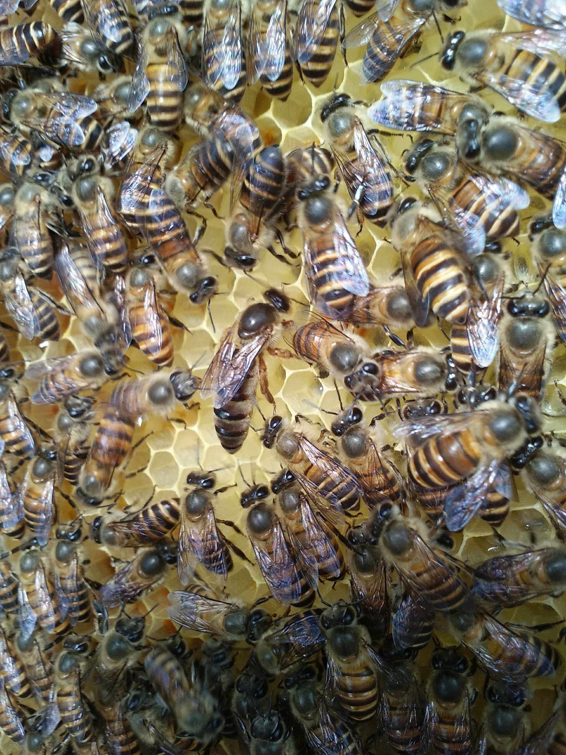 优质中蜂种蜂王活体中蜂王种蜂王杂交中蜂活体2020产卵新蜂王包邮