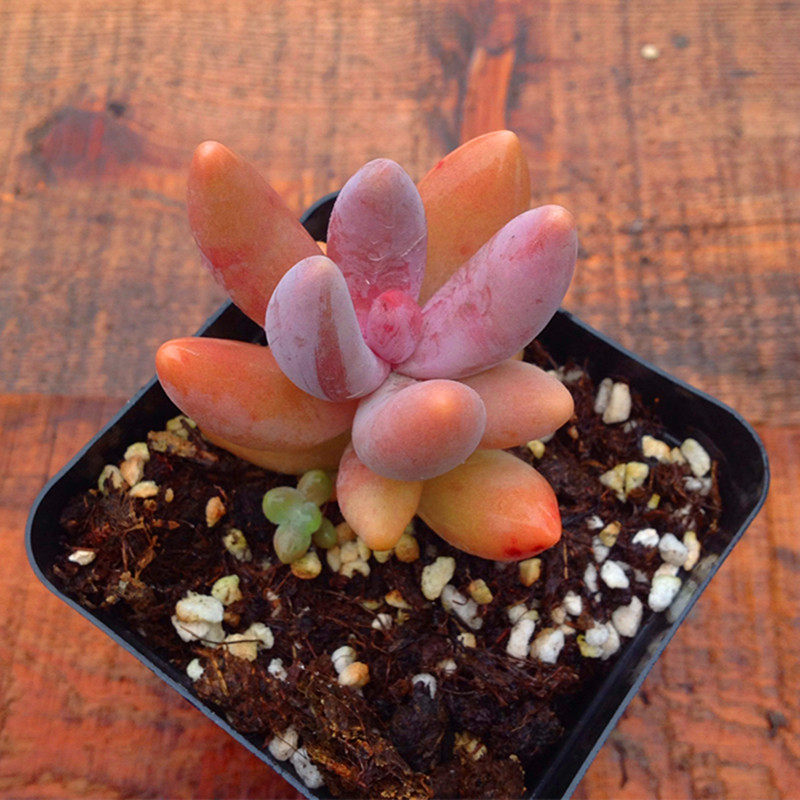 植物多肉手指粉色进口奇趣绿植花卉盆栽多肉植物