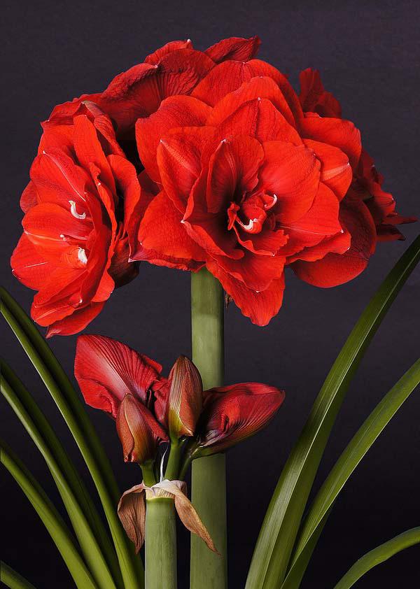 现货荷兰朱顶红樱桃妮芙大红畅销畅销品品种小北种球