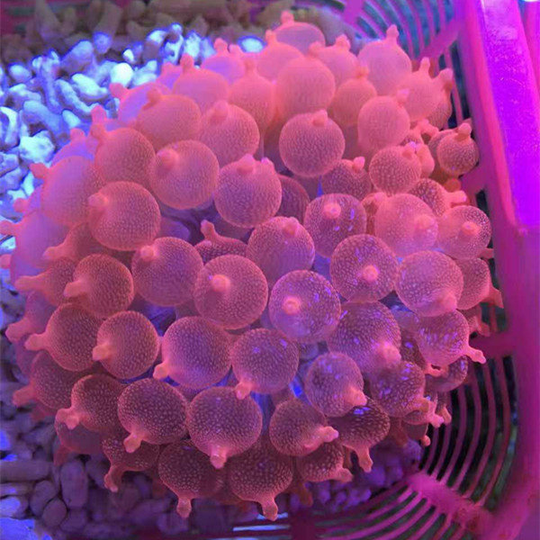 奶嘴印尼粉红雪花花红海葵珊瑚活体小丑鱼海水鱼