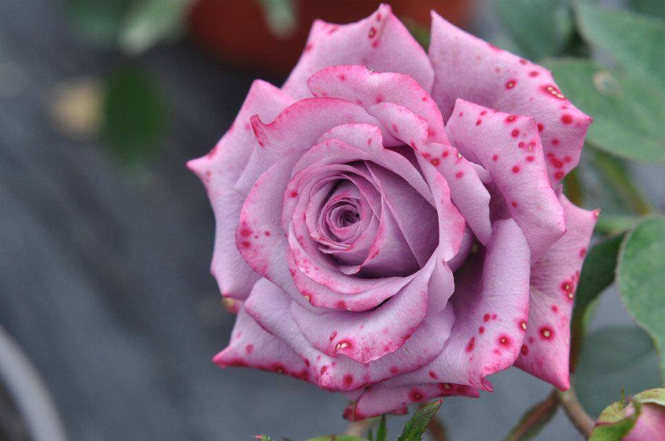 紫精灵月季月季花花苗园艺新品微月系列薰衣草女神时令草本花卉