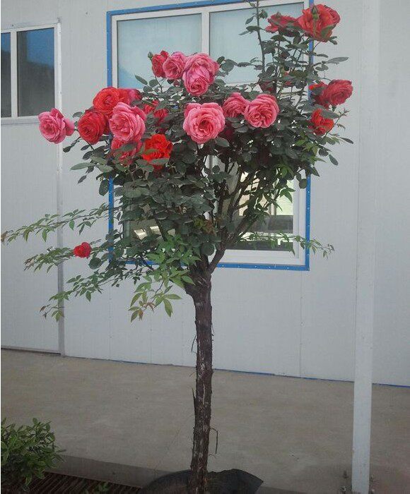 月季庭院观花花卉品种大型树状树月绯扇大红花花卉