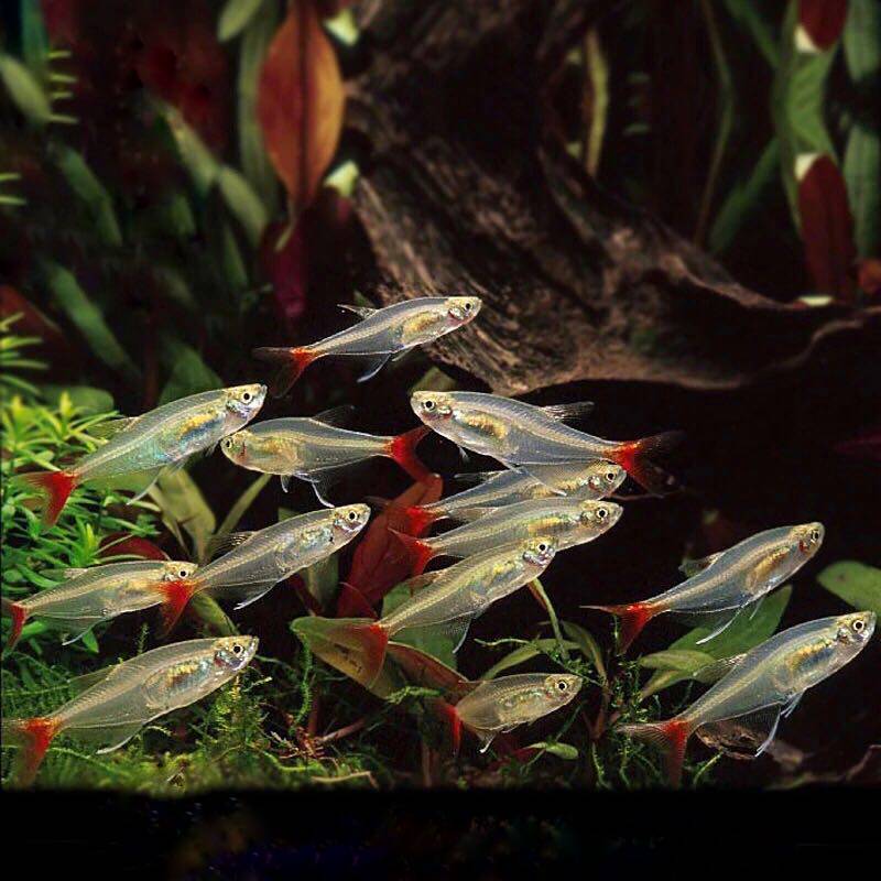 红尾玻璃旗灯活体混养游鱼鱼
