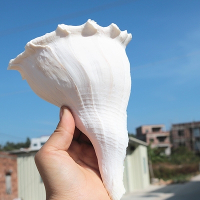 包邮天然大海螺贝壳左旋螺观音螺左旋香螺祭祀法器佛器礼品纪念品