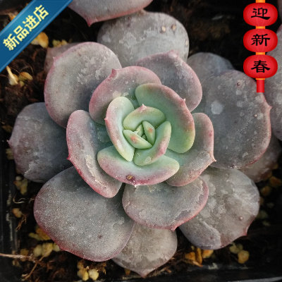 萱萱多肉植物园蓝粉台阁办公室阳台绿植花卉甲醛多肉植物