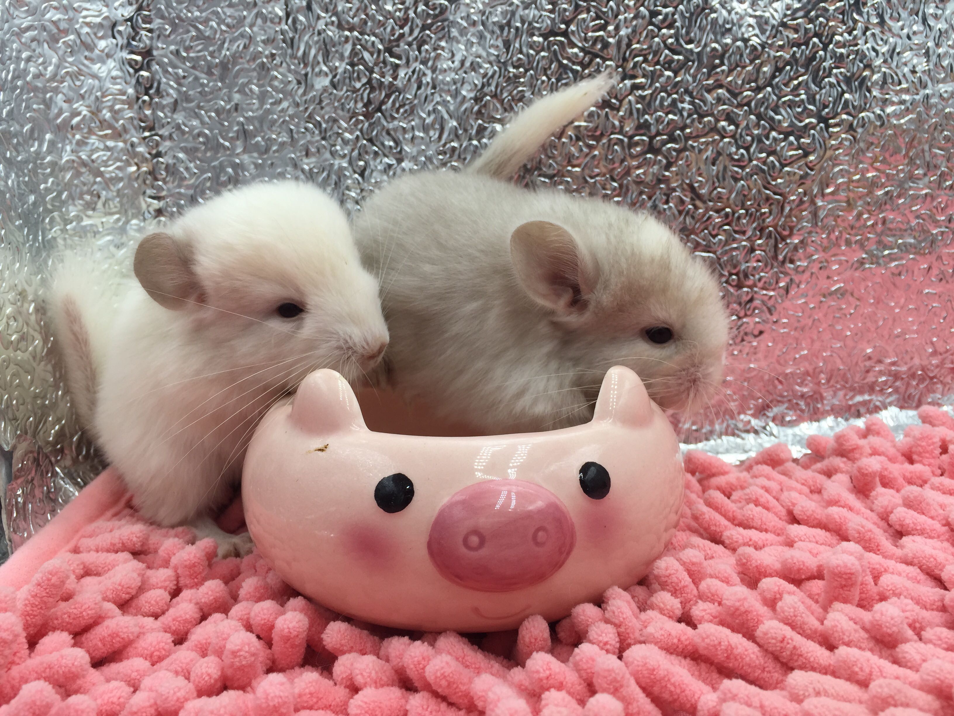 生的粉白活体2400猫宝宝幼崽包龙猫大婶龙猫转自家生的粉白龙猫活体