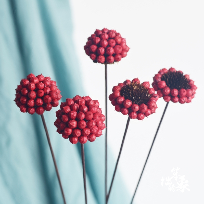 相思红豆花球艺术干花小清新花艺软装搭配插花干花