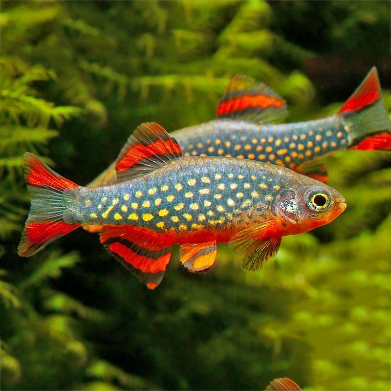 火翅金钻灯鱼火炽小型热带观赏鱼活体群游草缸鱼